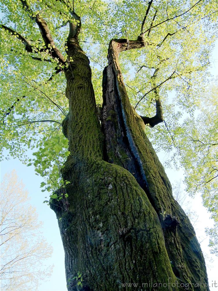 Tremezzo (Como, Italy) - Large tree in the park of Villa Carlotta